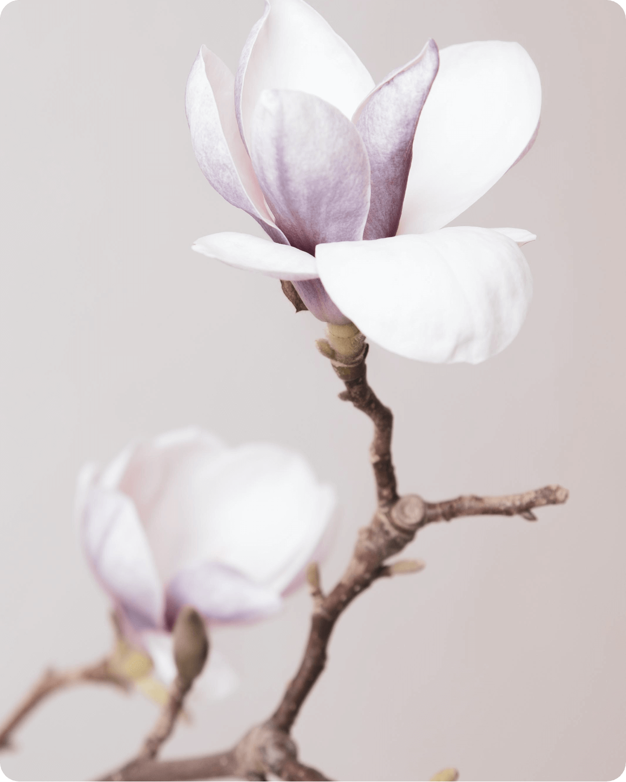 Face & Neck Treatment - Sinesia